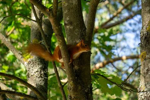 Eurasian red squirrel Stock Photos