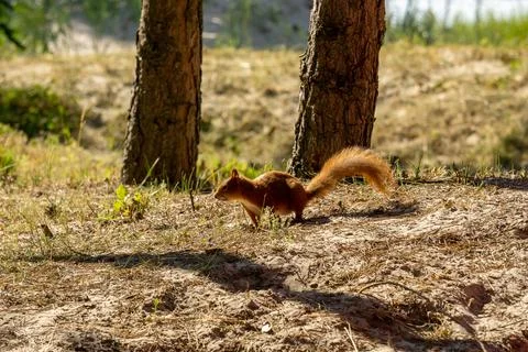 Eurasian red squirrel Stock Photos