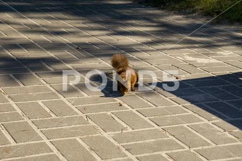 Eurasian red squirrel Stock Photos