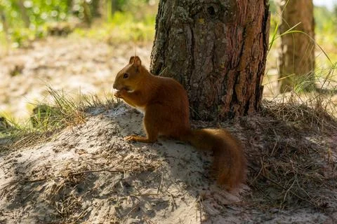Eurasian red squirrel Stock Photos