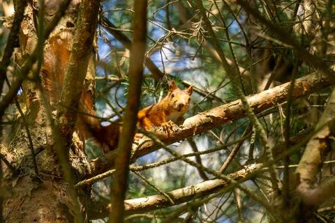 Eurasian red squirrel Stock-Fotos