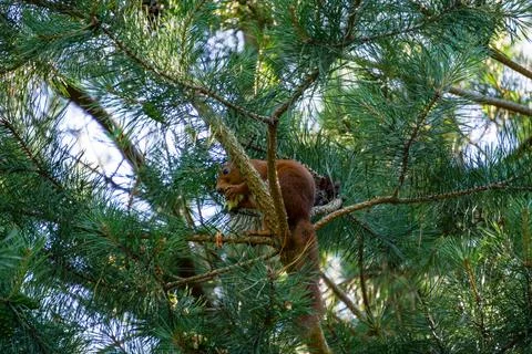 Eurasian red squirrel Stock Photos