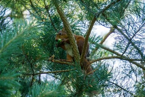 Eurasian red squirrel Stock-Fotos