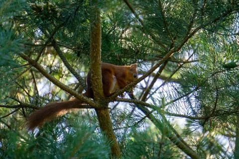 Eurasian red squirrel Stock Photos