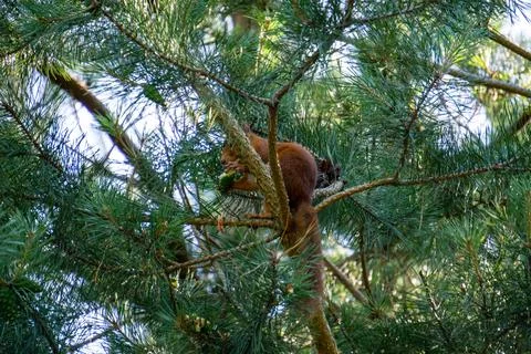 Eurasian red squirrel Stock Photos
