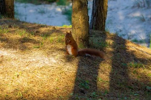 Eurasian red squirrel Stock Photos