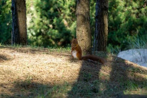 Eurasian red squirrel Stock Photos