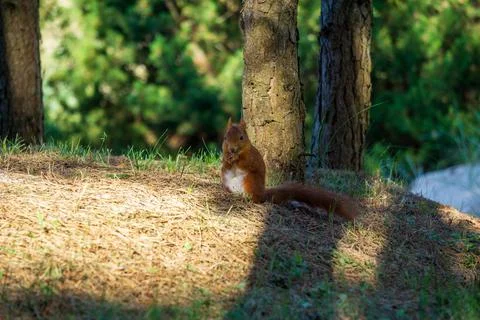 Eurasian red squirrel Stock Photos