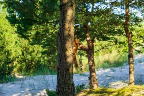 Eurasian red squirrel Stock Photos
