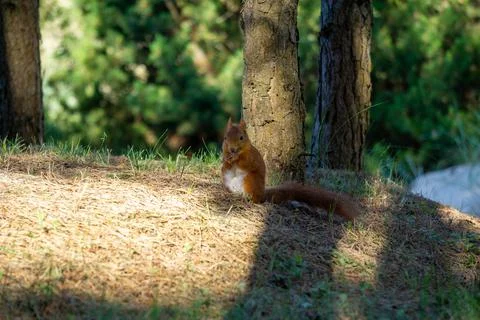 Eurasian red squirrel Stock Photos