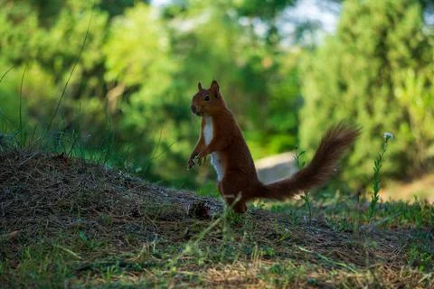 Eurasian red squirrel Stock Photos