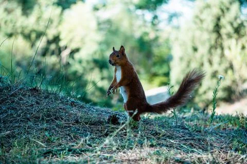 Eurasian red squirrel Stock Photos