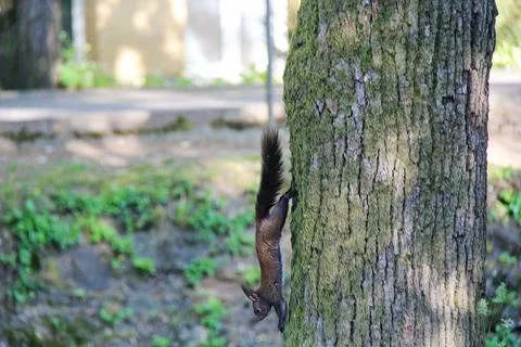 Eurasian Red Squirrel Running Down from a Tree Photos