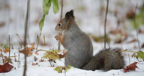 Eurasian red squirrel savoring a nut in slow motion highlights the enchanting Stock Footage 290455807