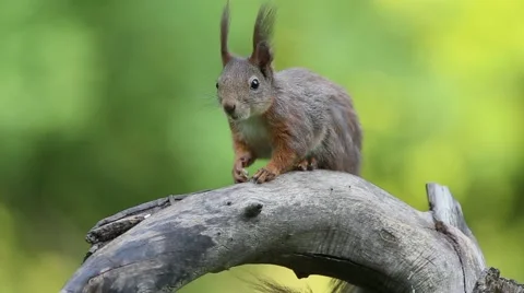 Eurasian red squirrel (Sciurus vulgaris) Video stock 50805443