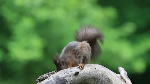 Eurasian red squirrel (Sciurus vulgaris) Video stock 50805747
