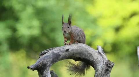 Eurasian red squirrel (Sciurus vulgaris) Stock Footage 50805770