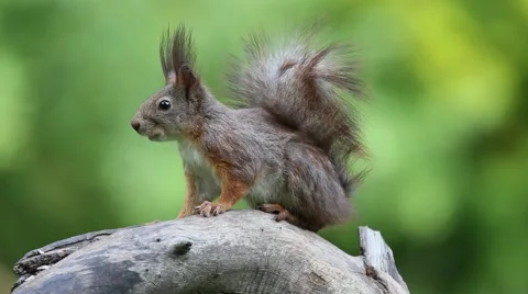 Eurasian red squirrel (Sciurus vulgaris) Video stock 50805791