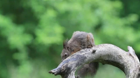 Eurasian red squirrel (Sciurus vulgaris) Video stock 50806157