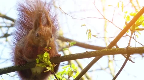 Eurasian red squirrel (Sciurus vulgaris) Stock Footage 62756069