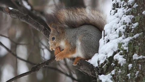 Eurasian red squirrel (Sciurus vulgaris) sits on a branch and eats a nut Stock Footage 70891756