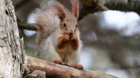 Eurasian red squirrel Sciurus vulgaris closeup Stock-Footage 221787170