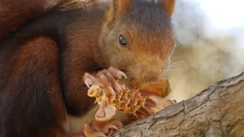 Eurasian red squirrel, Sciurus vulgaris, Spain Stockbeeldmateriaal 234316143
