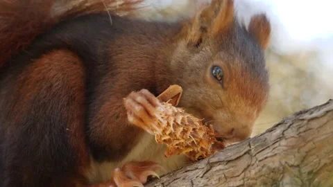 Eurasian red squirrel, Sciurus vulgaris, Spain Vídeo Stock 234316218