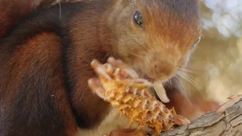 Eurasian red squirrel, Sciurus vulgaris, Spain 스톡 동영상 234316289