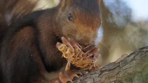 Eurasian red squirrel, Sciurus vulgaris, Spain Vídeo Stock 234316338