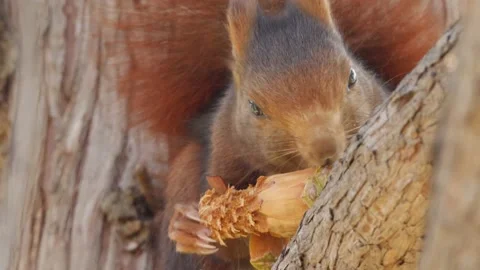 Eurasian red squirrel, Sciurus vulgaris, Spain 스톡 동영상 234316642