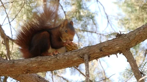 Eurasian red squirrel, Sciurus vulgaris, Spain Vidéo 234316755