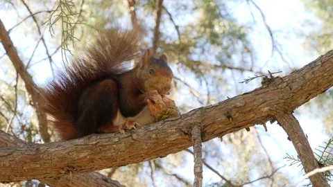 Eurasian red squirrel, Sciurus vulgaris, Spain Stock Footage 234316842