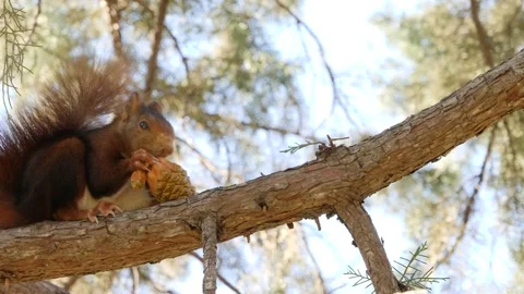 Eurasian red squirrel, Sciurus vulgaris, Spain Видео 234316900