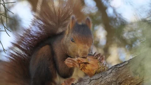 Eurasian red squirrel, Sciurus vulgaris, Spain 스톡 동영상 234317097