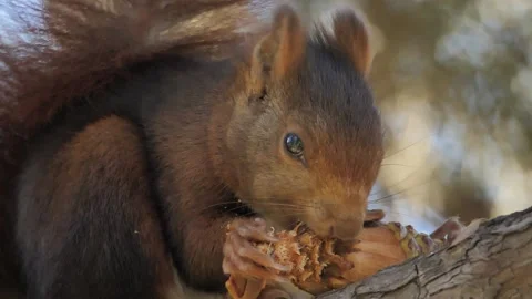 Eurasian red squirrel, Sciurus vulgaris, Spain Stock Footage 234317224