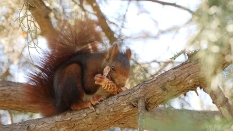 Eurasian red squirrel, Sciurus vulgaris, Spain Vídeo Stock 234317315