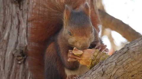 Eurasian red squirrel, Sciurus vulgaris, Spain 스톡 동영상 234317409