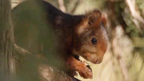 Eurasian red squirrel, Sciurus vulgaris, Spain Stock Footage 234317538