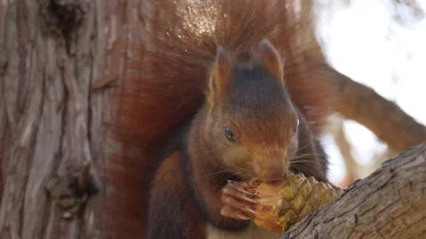 Eurasian red squirrel, Sciurus vulgaris, Spain Vidéo 234317643