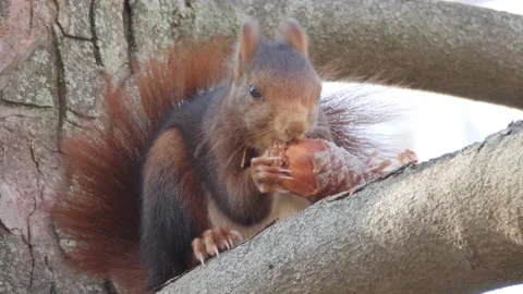 Eurasian red squirrel, Sciurus vulgaris, Spain Vídeo Stock 234317726