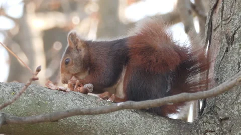 Eurasian red squirrel, Sciurus vulgaris, Spain 库存影片 234317857
