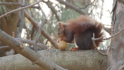 Eurasian red squirrel, Sciurus vulgaris, Spain Stock-Footage 234318065