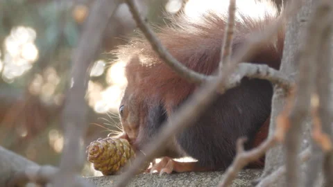 Eurasian red squirrel, Sciurus vulgaris, Spain Видео 234318190
