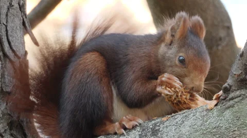 Eurasian red squirrel, Sciurus vulgaris, Spain Stock Footage 234318360