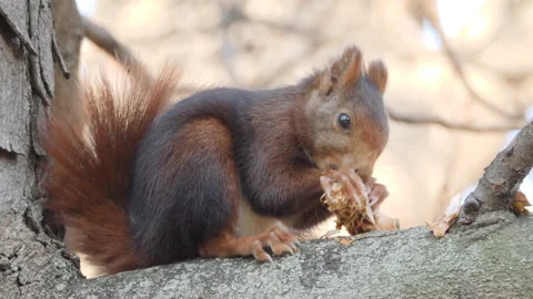 Eurasian red squirrel, Sciurus vulgaris, Spain Stockbeeldmateriaal 234318609