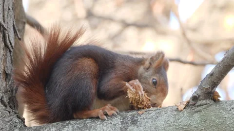Eurasian red squirrel, Sciurus vulgaris, Spain Stockbeeldmateriaal 234318668