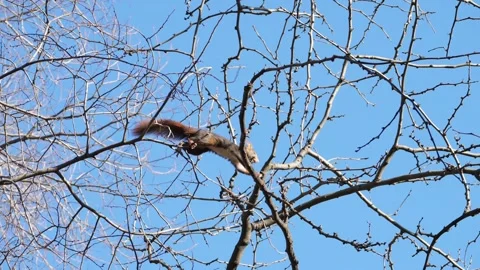 Eurasian red squirrel, Sciurus vulgaris, Spain 動画素材 234318742