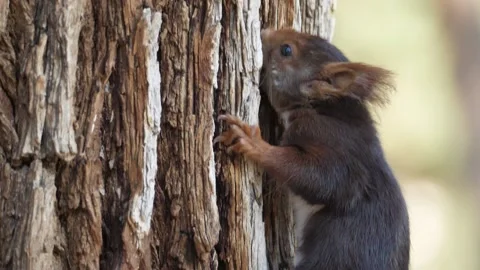 Eurasian red squirrel, Sciurus vulgaris, Spain 스톡 동영상 234318784