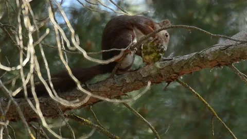 Eurasian red squirrel, Sciurus vulgaris, Spain 스톡 동영상 234319015